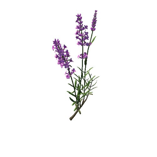 Flower  Lavandula 4